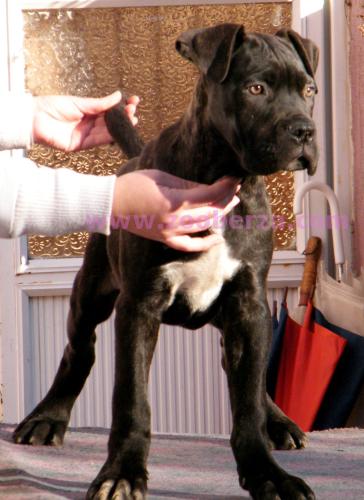 Cane Corso Stenad - odgajivacnica Corso Imperium