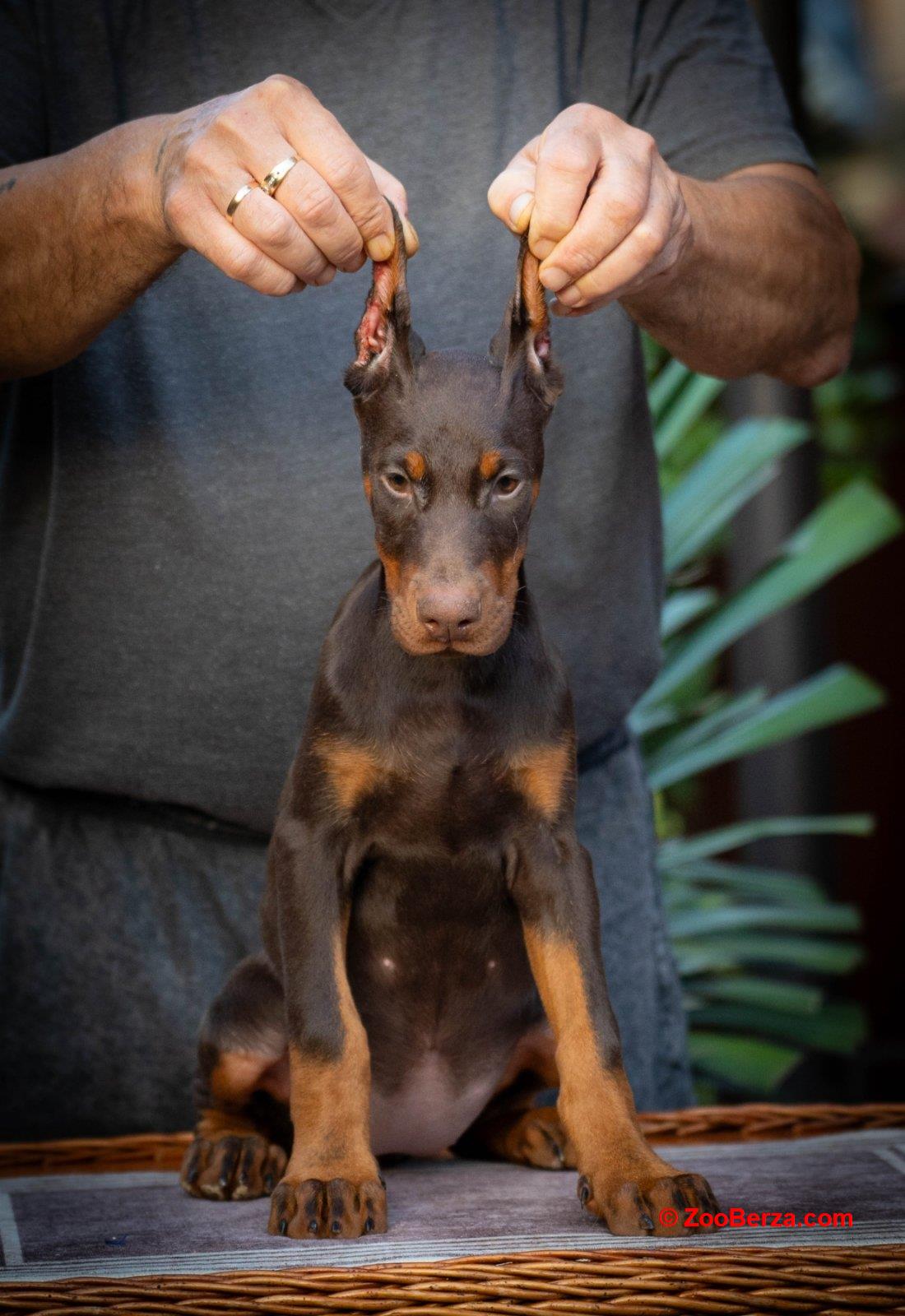 Doberman stenci