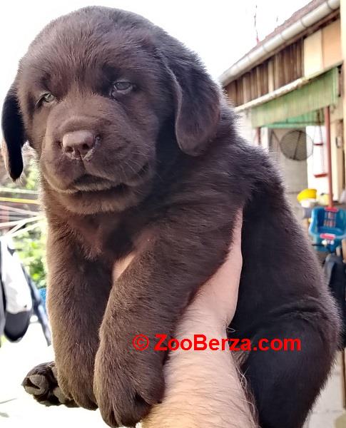Čokoladni  štenci labrador retrivera 