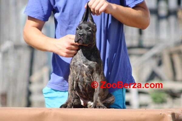 Cane corso štenci