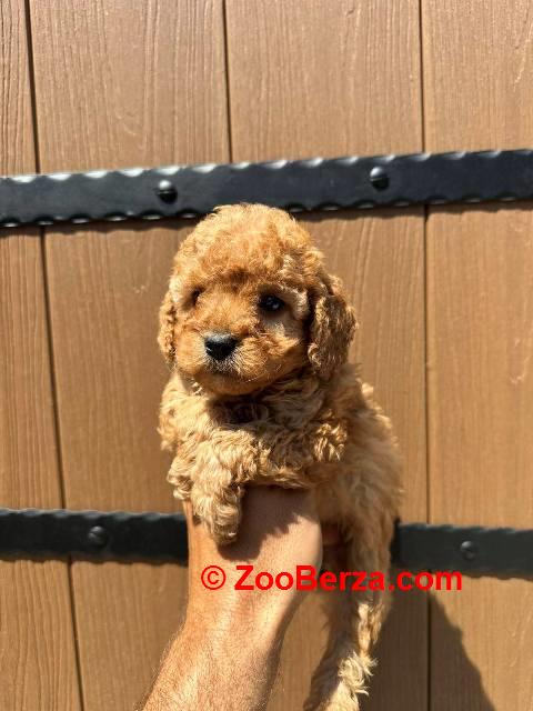 Toy pudle vrhunskog porekla