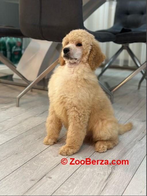 Štenci standard poodle