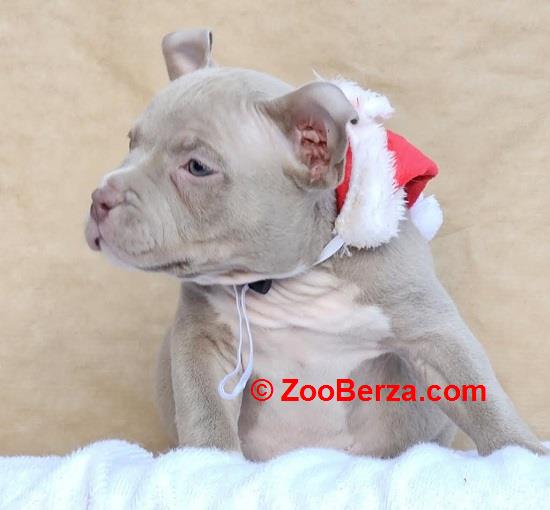 American bully pocket 