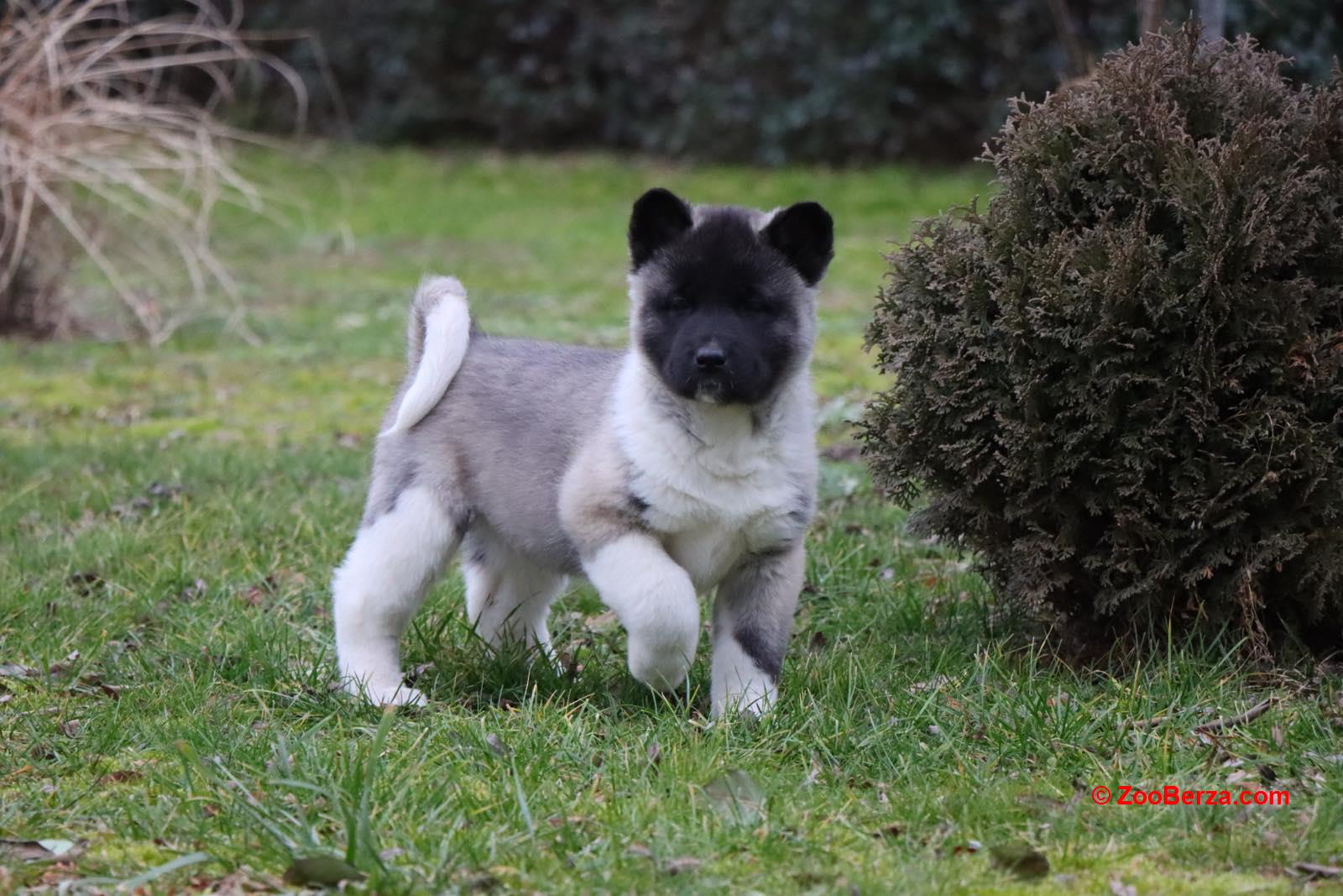 Americka Akita stenci