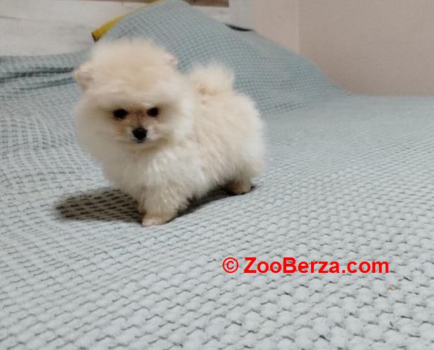 Prelepi Bo medvedici 