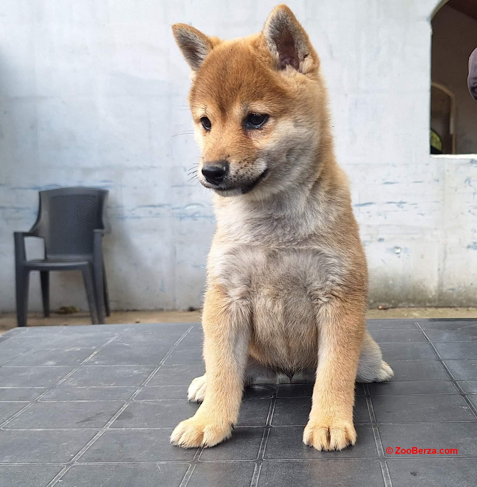 Shiba Inu prelepi stenci