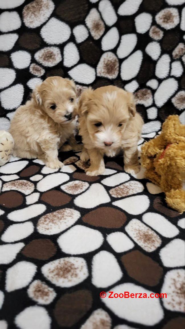 Mini Maltipoo štenci