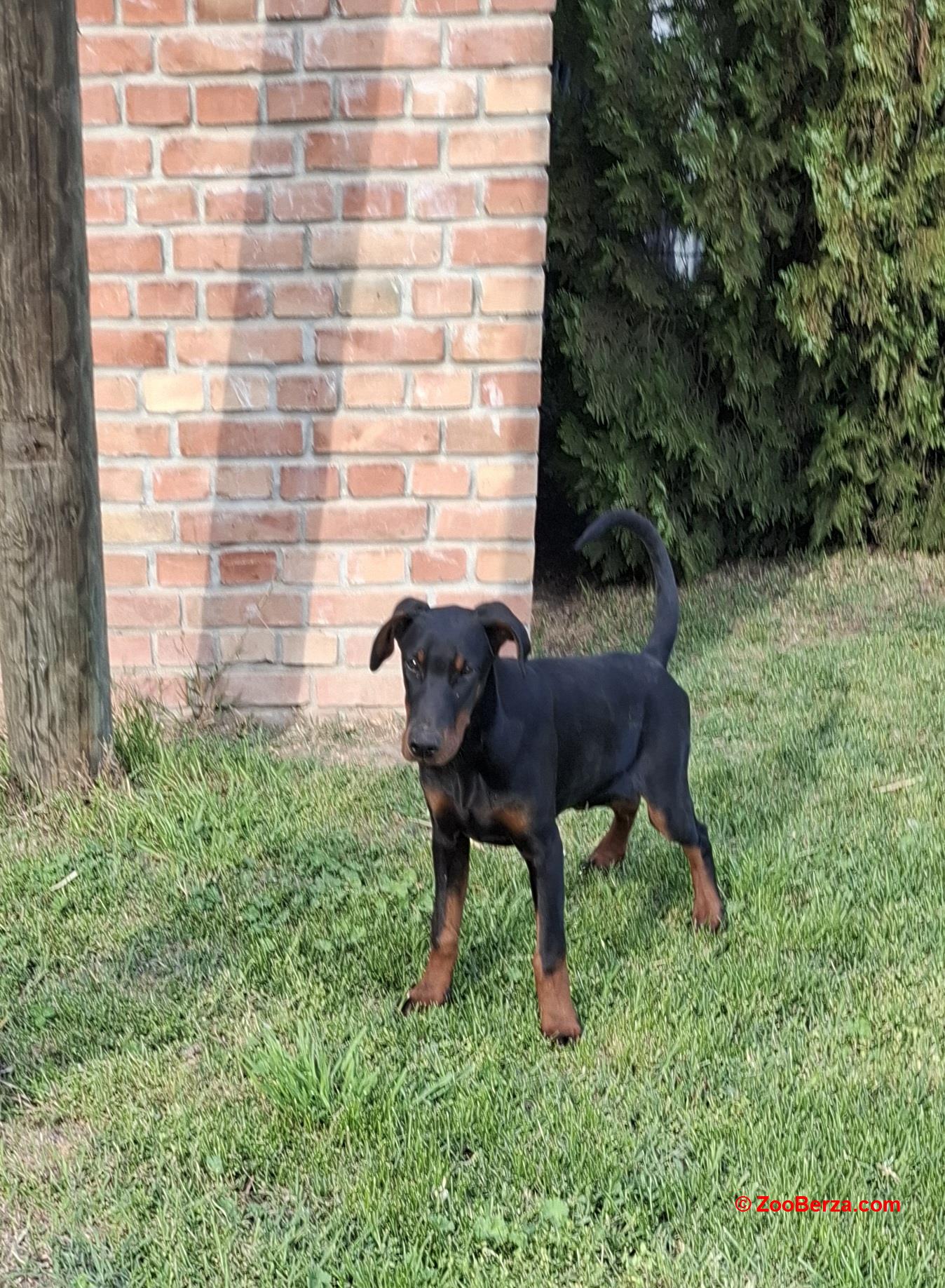 Doberman