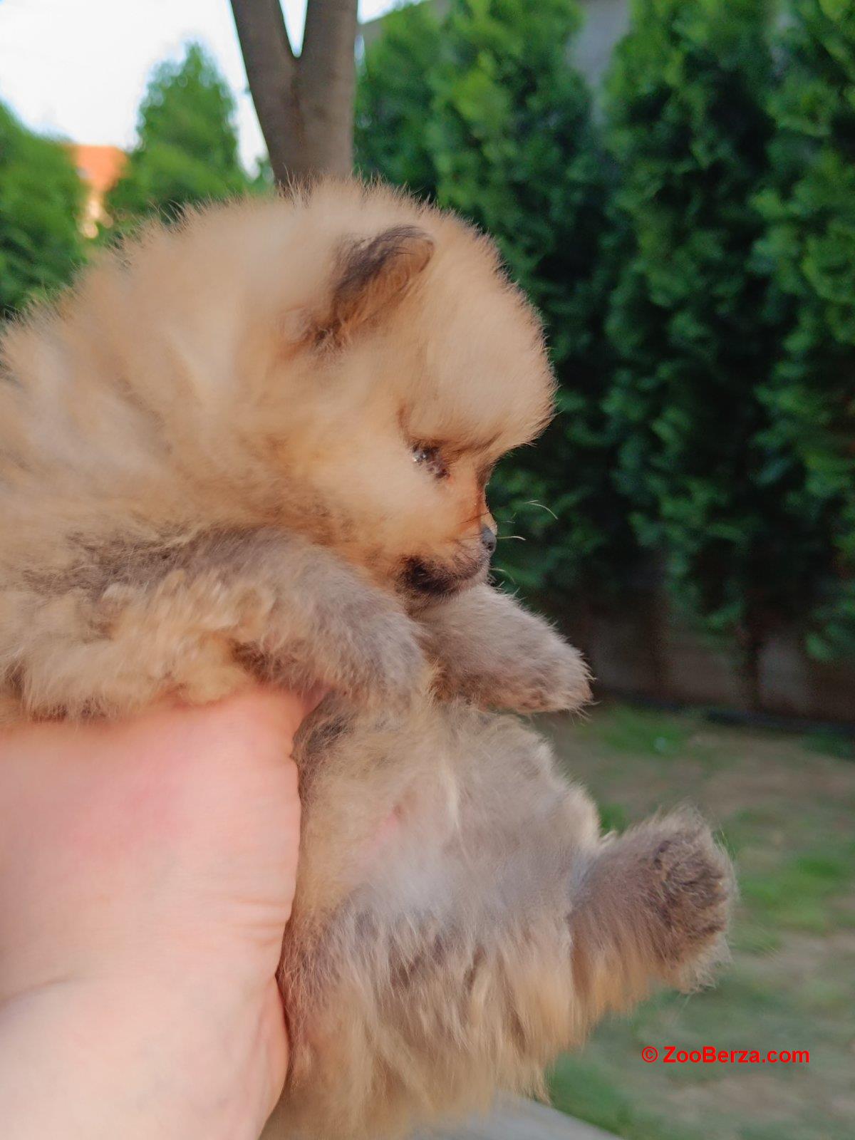Pomeranac Top zenka