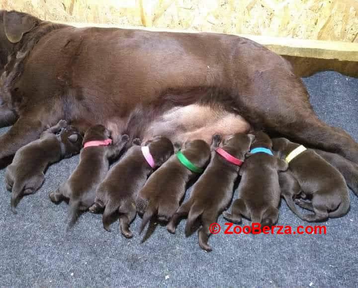 Čokoladni Labrador Retriver štenci