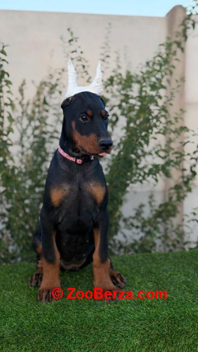 Doberman ženka
