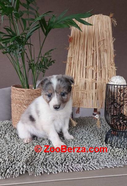 Border koli/collie štenci