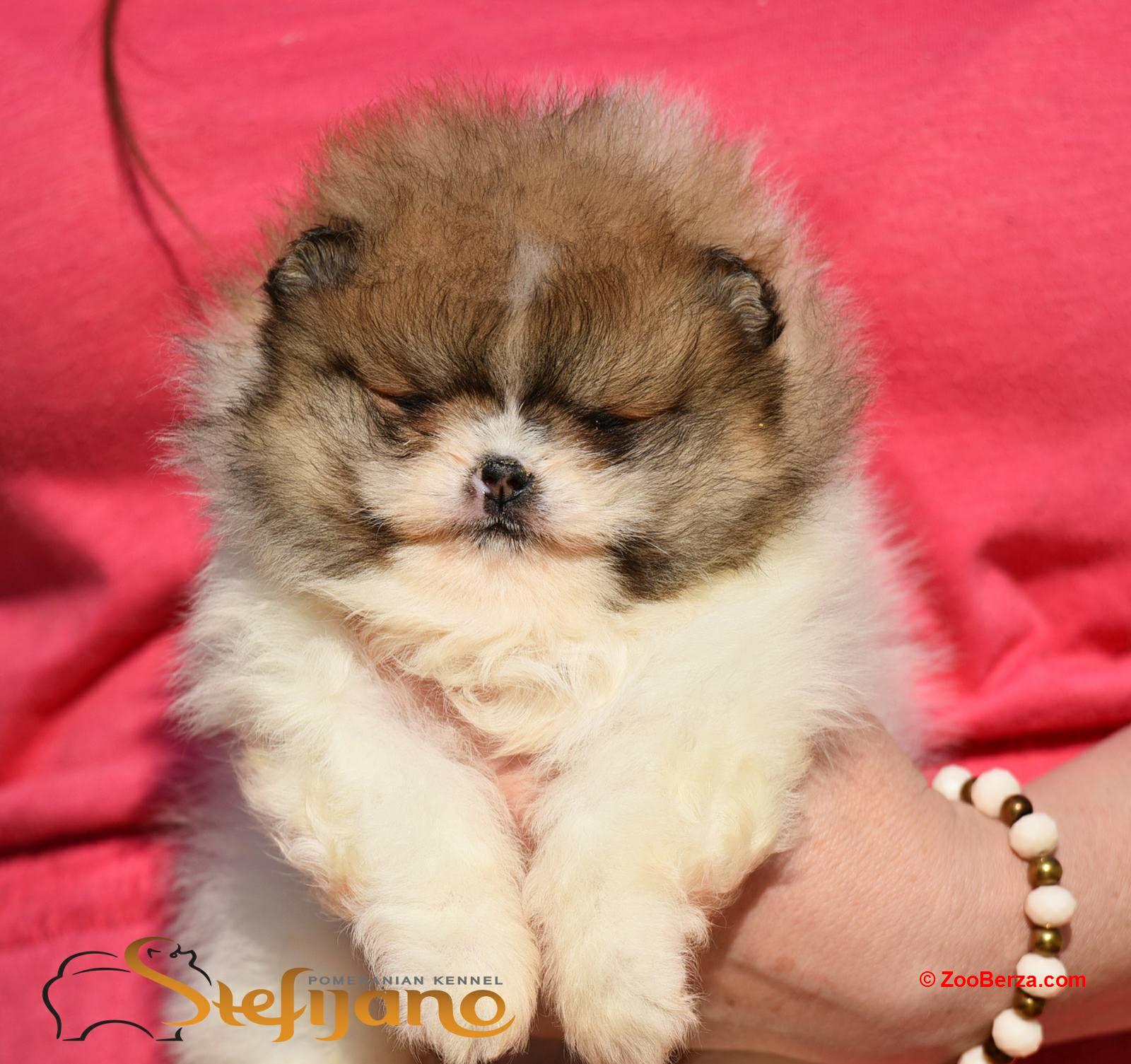 Pomeranac Boo prelepi štenci