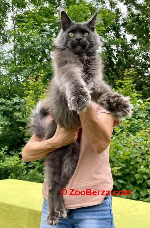 Maine Coon mačići 