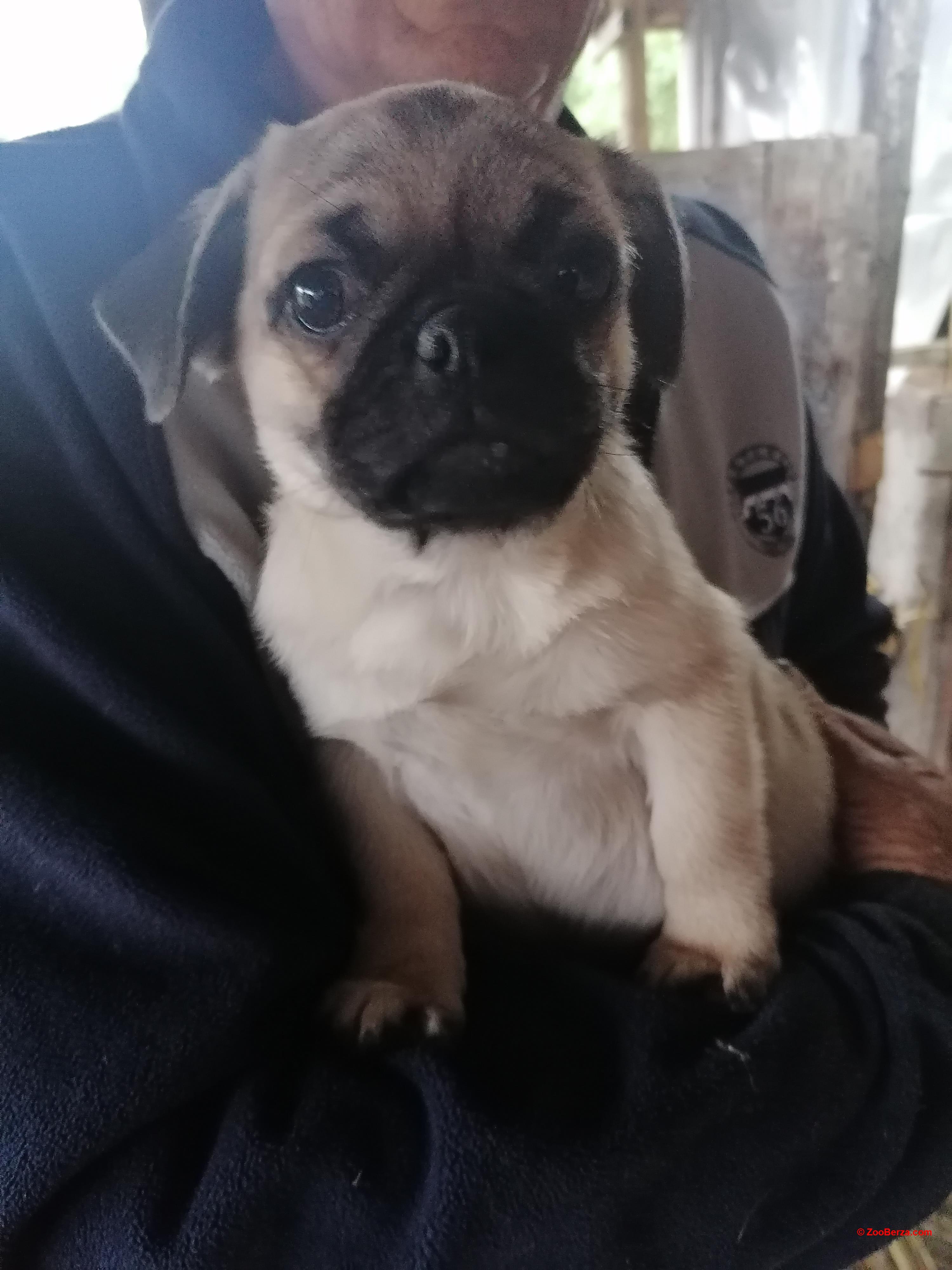 Mops