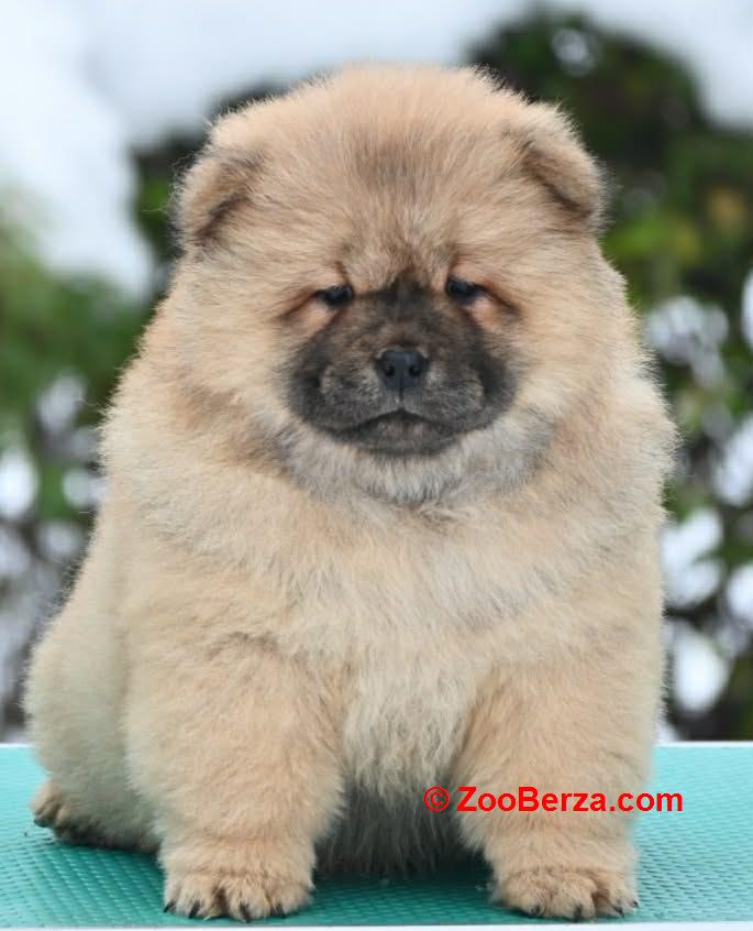 Chow Chow Cau Cau Čau Čau