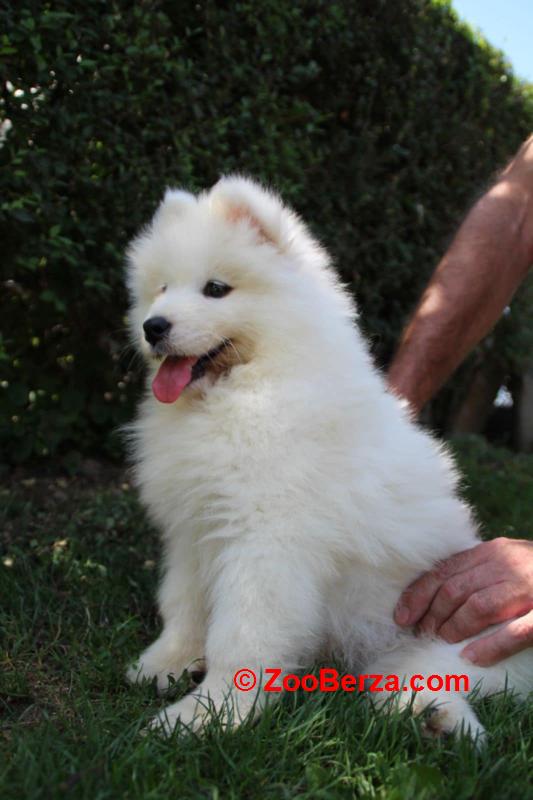 Samojed štenci