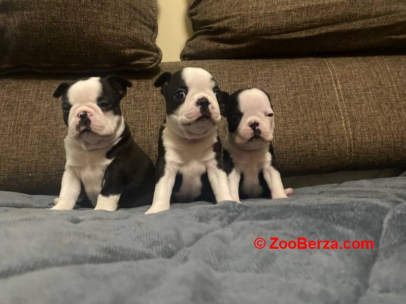 Boston terijer zenska stenad