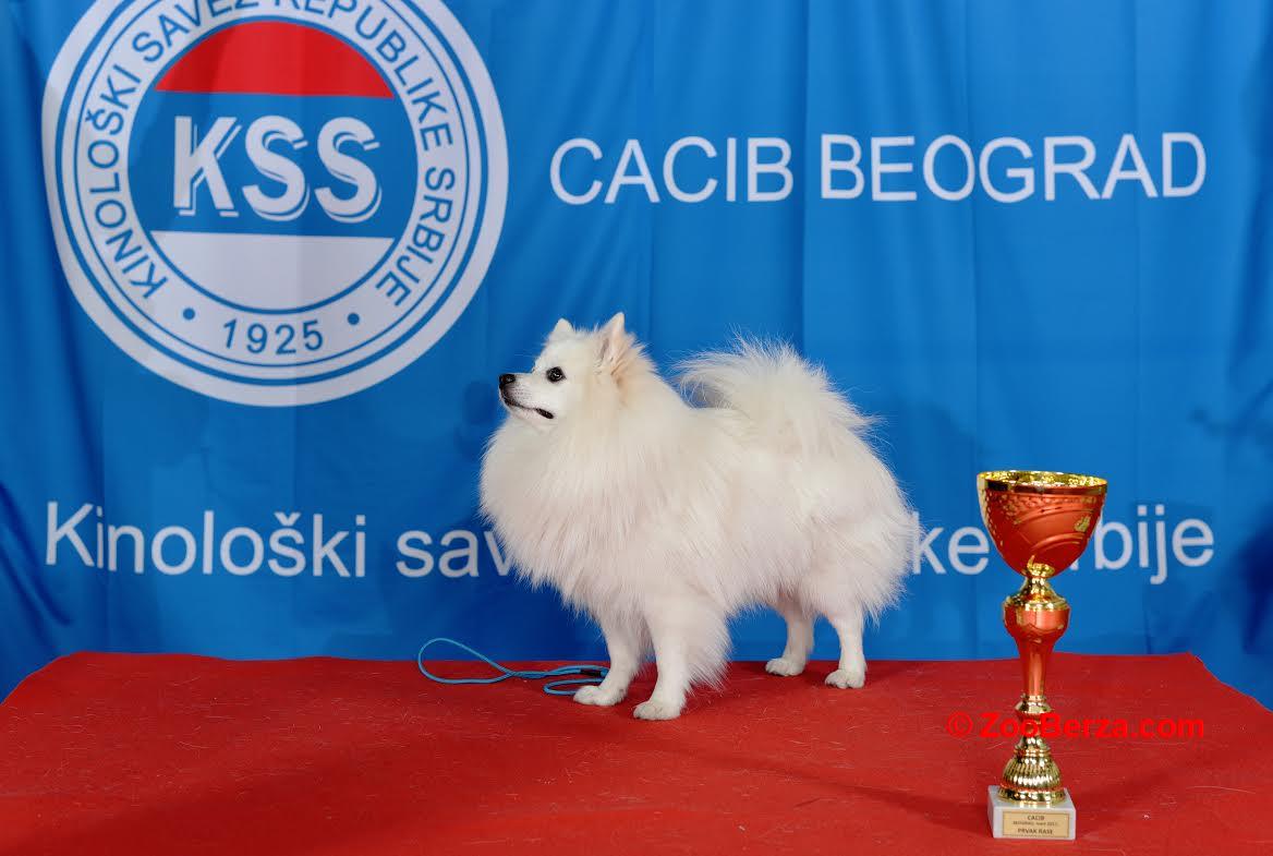 Nemački špic,INT.CH.,MULTI CH.,slobodan za parenje