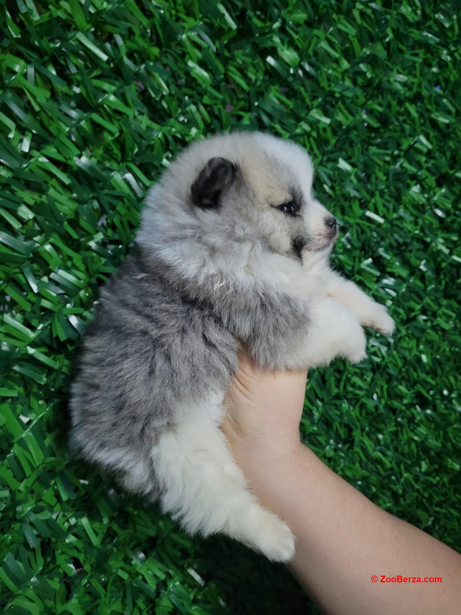 Pomeranac prelepi štenci