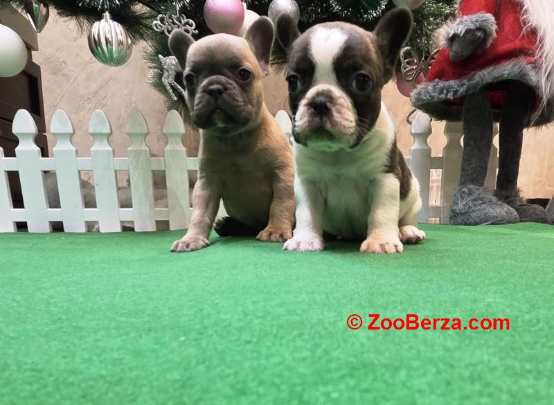 Štenci francuskog buldoga