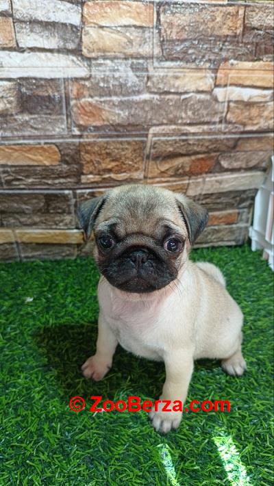Mops, žensko štene 