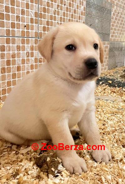 Labrador retriver štenci vrhunske krvne linije