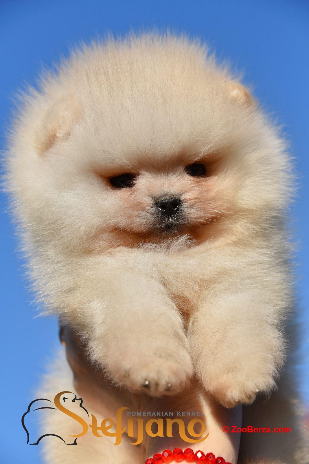 Pomeranac Boo štenci