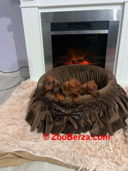 Patuljasti jazavičari kratkodlaki 