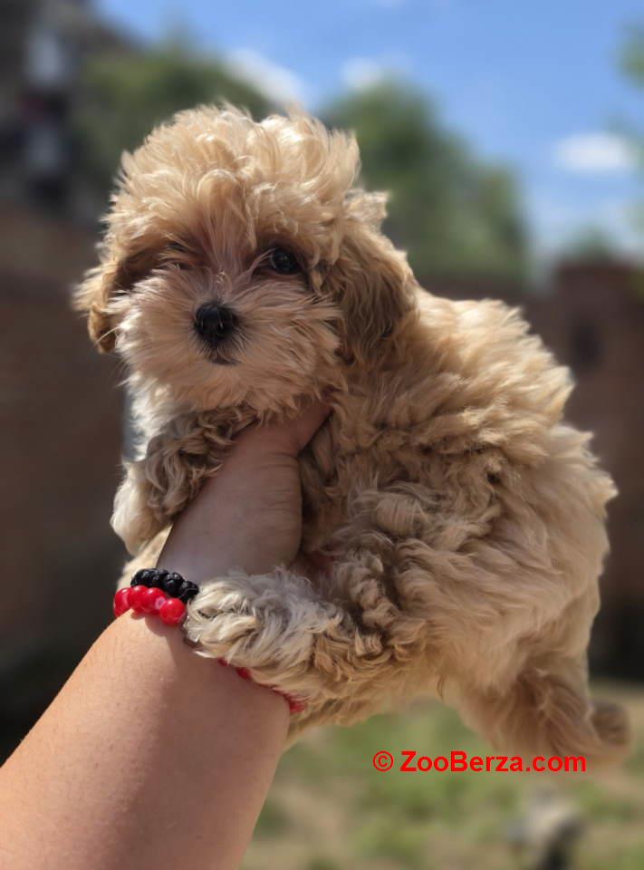 Maltipoo bebe  