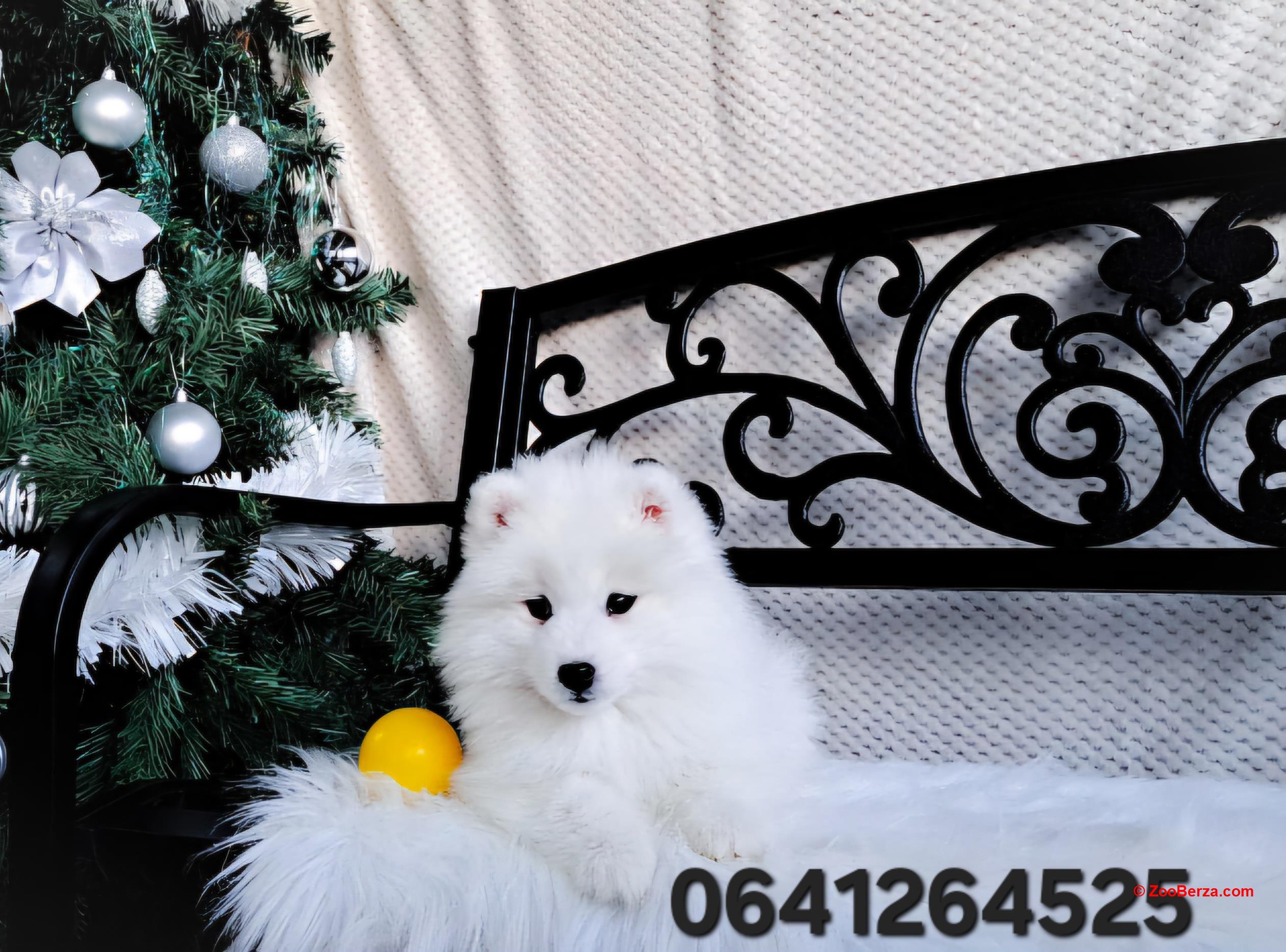 Samojed, ženke