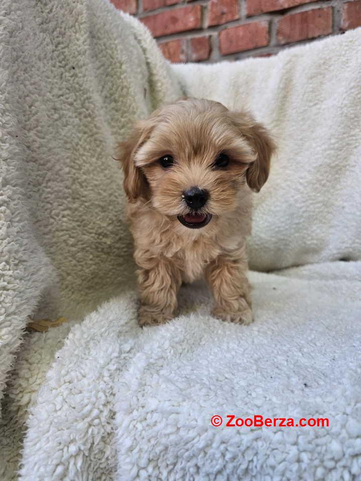 Maltipoo stenci spremni su za preuzimanje 