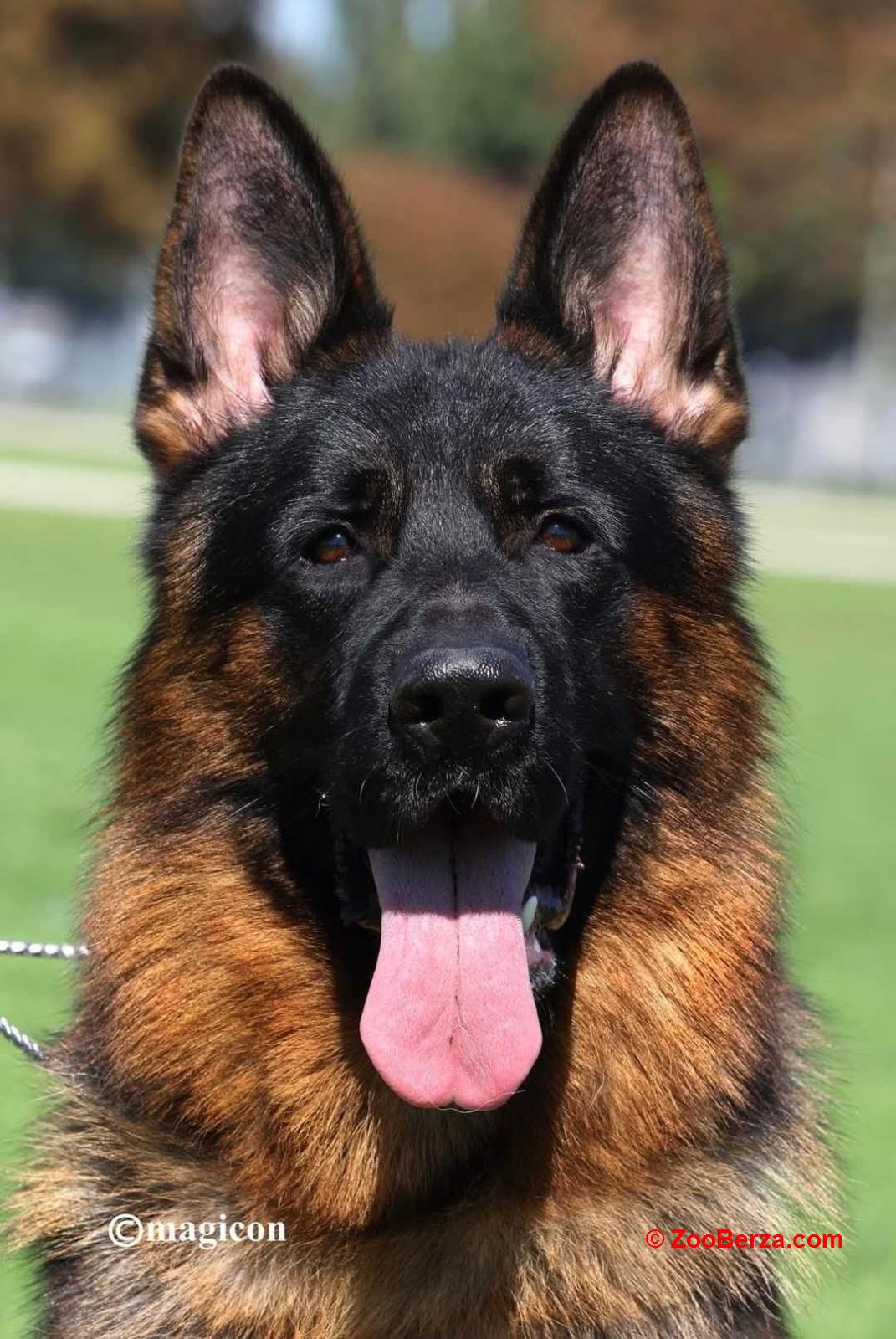 Nemački Ovčari  ženska štenad