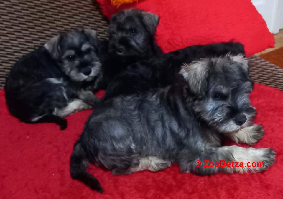 Štenci patuljastog šnaucera 