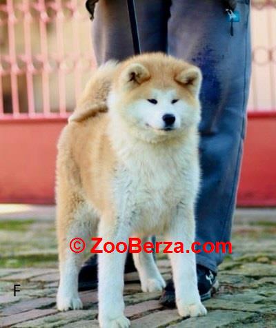 Akita Inu