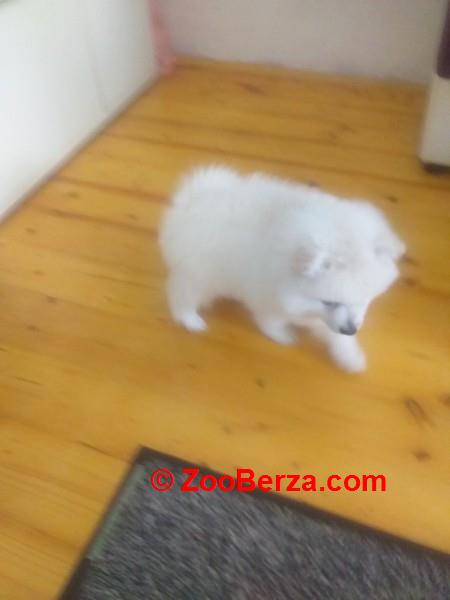 Pomeranski mini špic