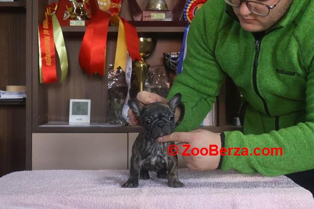 Francuski Buldog, vrhunskog porekla