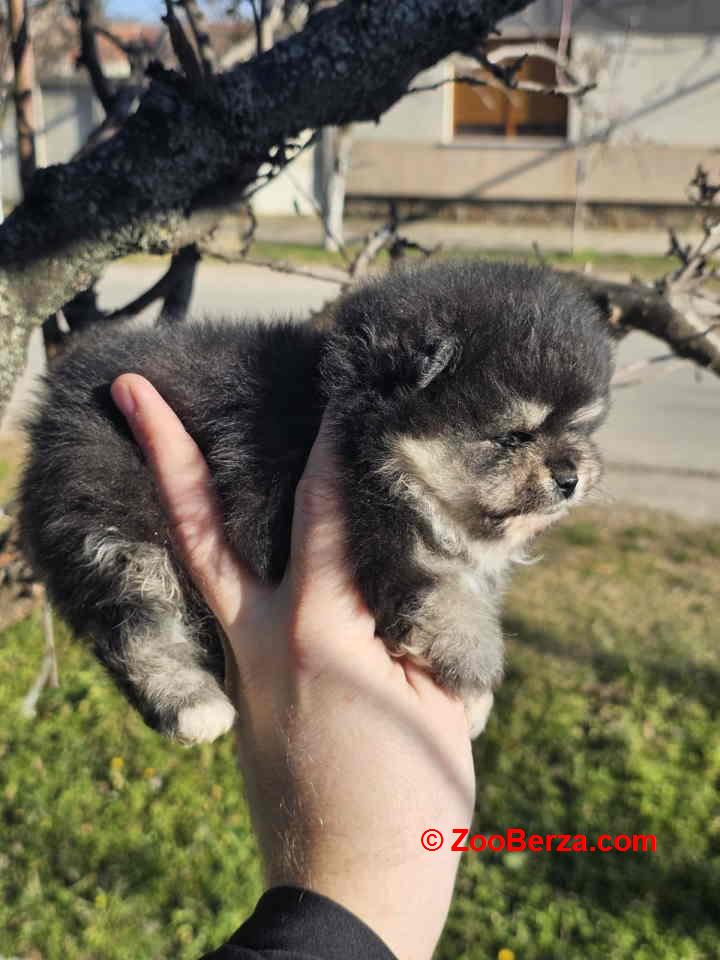 Prelepi POMERANCI vrhunske genetike 