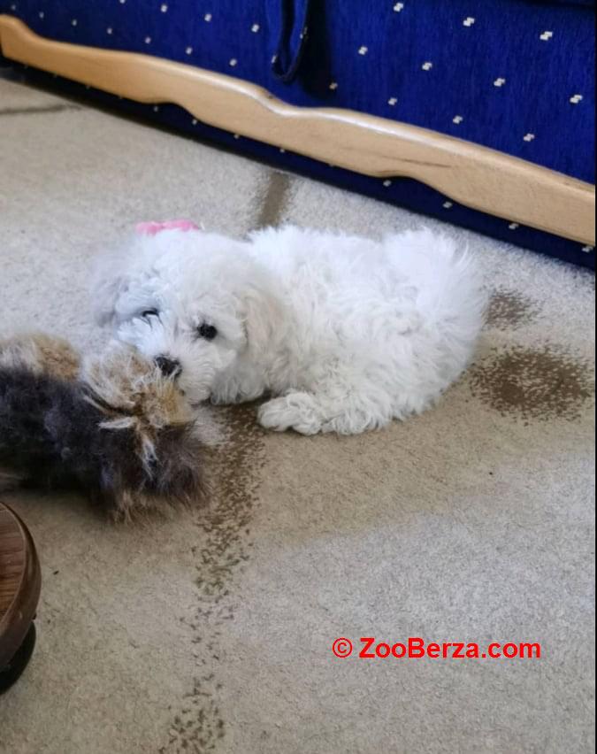 Kovrdžavi bišon štenci