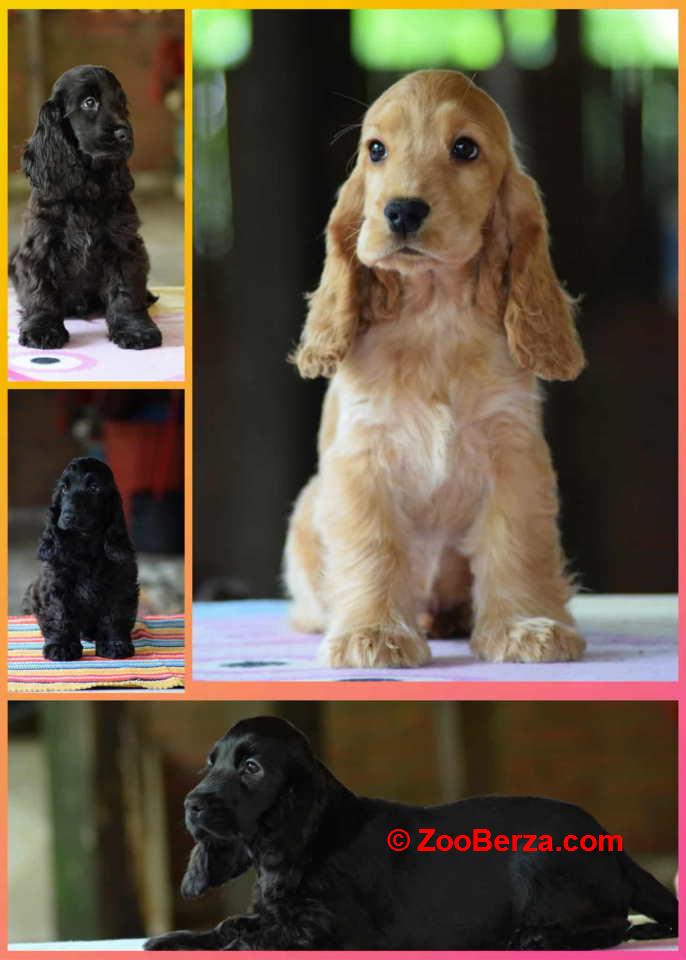 Engleski koker španijel Stenci vrhunskog kvaliteta i porekla 