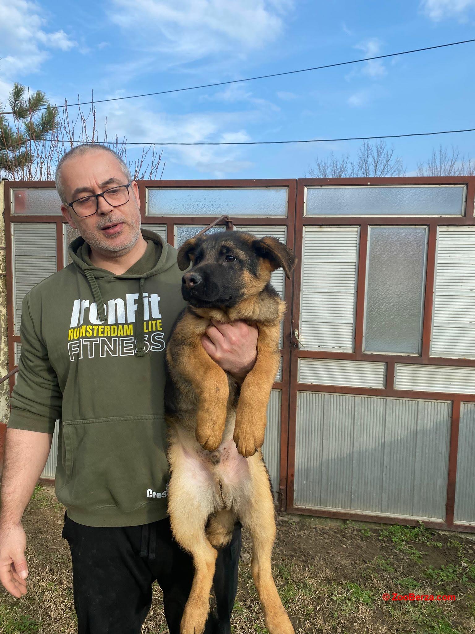 Nemački ovčar kratkodlaki, štenci u ponudi