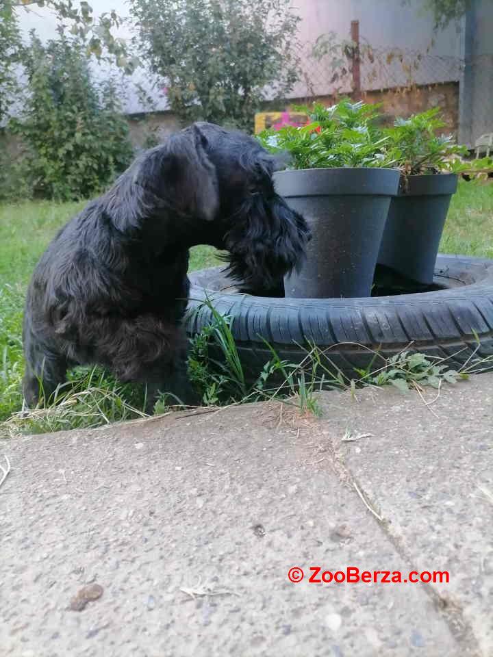 Prodajem štence patuljastog ŠNAUCERA, crne boje 