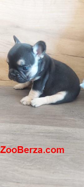 Francuski buldog štenci