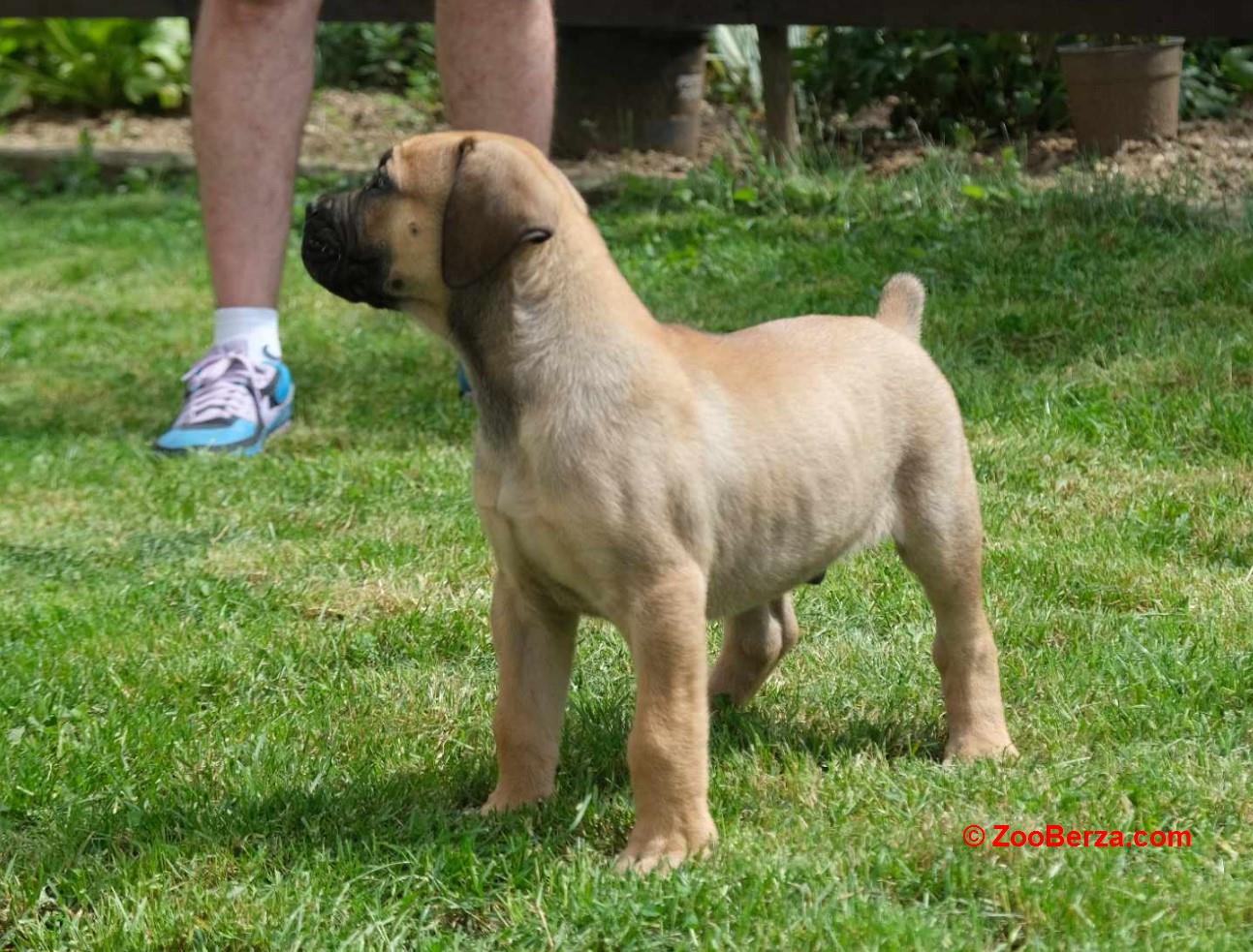 Boerboel Južnoafrički mastif stenci