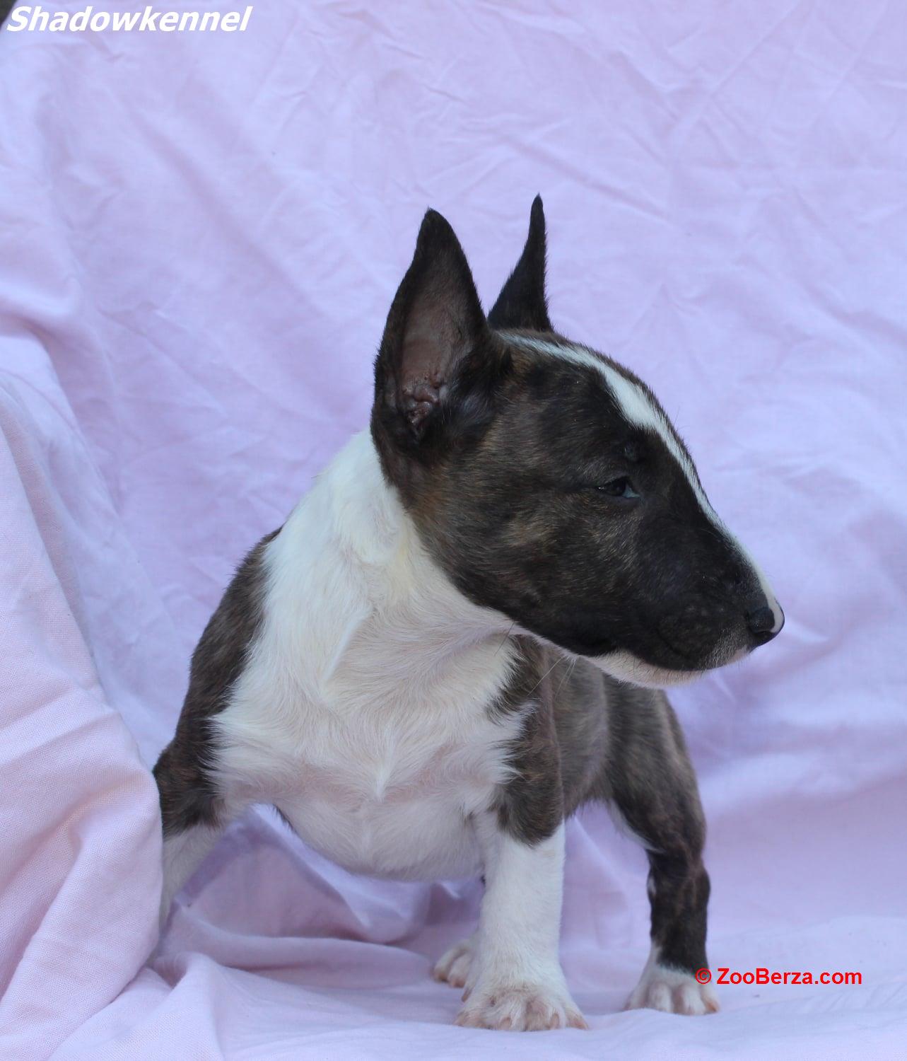 Mini Bull Terijer prelepi štenci