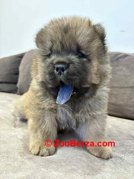 Čistokrvni CHOW-CHOW štenci 
