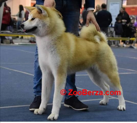 Akita Inu, ženka Aiko na poklon