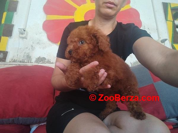 Crvena toy pudla 