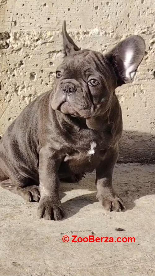 Francuski buldog, egzoticni stenci 