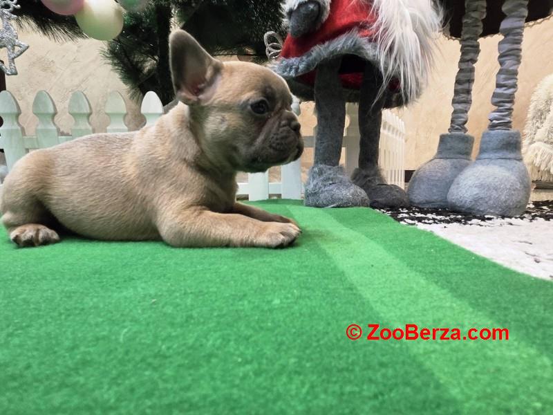 Štenci francuskog buldoga